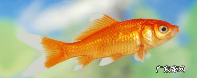 怎么养鱼缸的水