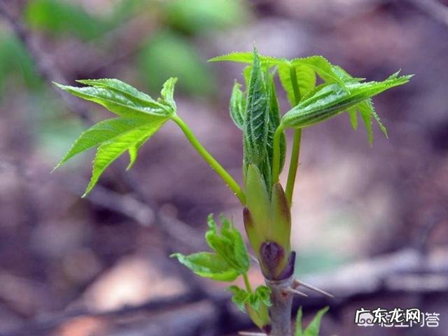 请问刺五加的药用功能有哪些谢谢？