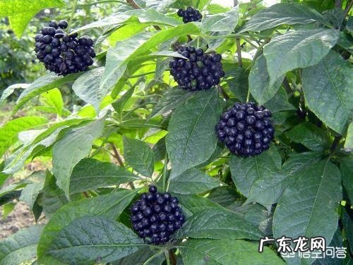 请问刺五加的药用功能有哪些谢谢？