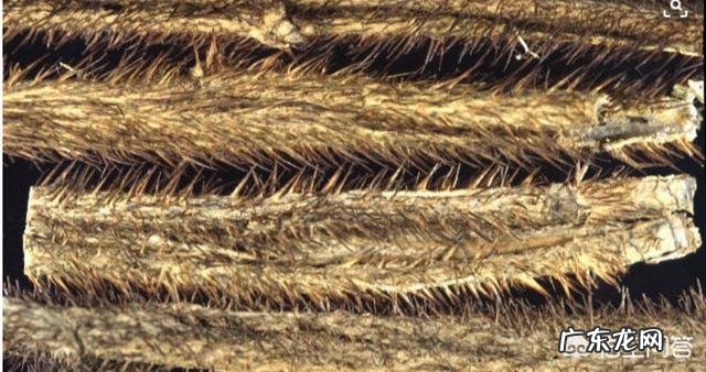 请问刺五加的药用功能有哪些谢谢？