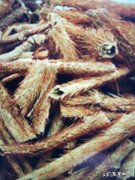 请问刺五加的药用功能有哪些谢谢？