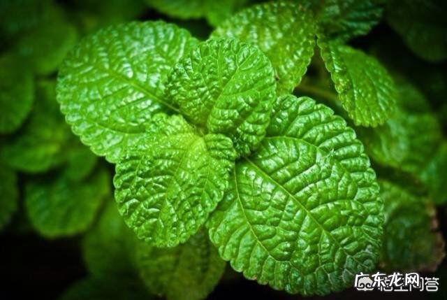 农村老人说种蔬菜可以驱蚊,这是真的吗,种哪些蔬菜能驱蚊子呢?