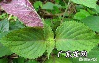 农村老人说种蔬菜可以驱蚊,这是真的吗,种哪些蔬菜能驱蚊子呢?