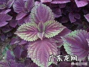 农村老人说种蔬菜可以驱蚊,这是真的吗,种哪些蔬菜能驱蚊子呢?