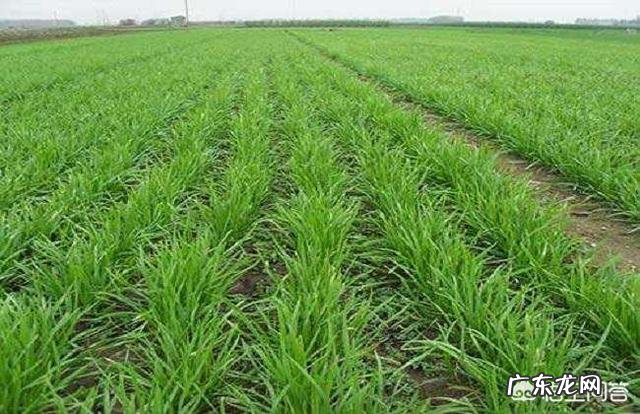 农村老人说种蔬菜可以驱蚊,这是真的吗,种哪些蔬菜能驱蚊子呢?