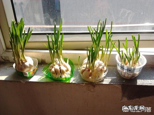 农村老人说种蔬菜可以驱蚊,这是真的吗,种哪些蔬菜能驱蚊子呢?