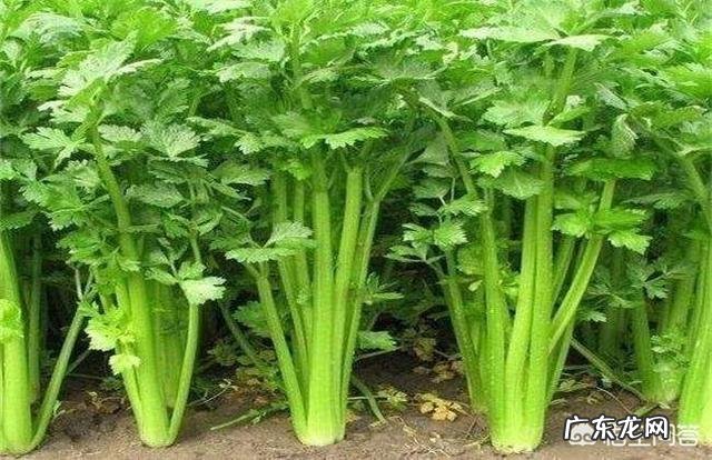 农村老人说种蔬菜可以驱蚊,这是真的吗,种哪些蔬菜能驱蚊子呢?