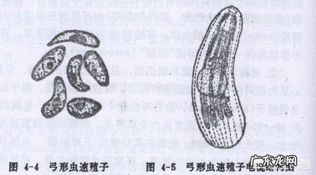 狗狗打弓形虫针是一年一次还是只打过一次就可以了？