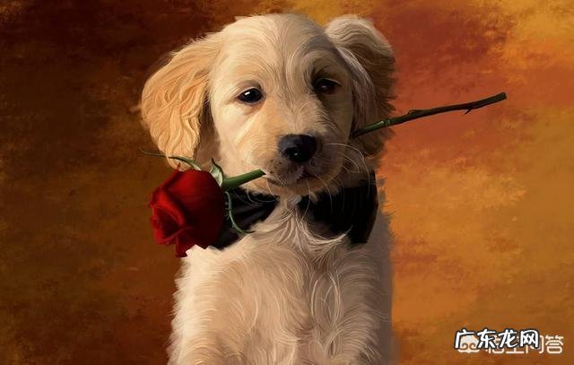 狗狗打弓形虫针是一年一次还是只打过一次就可以了?