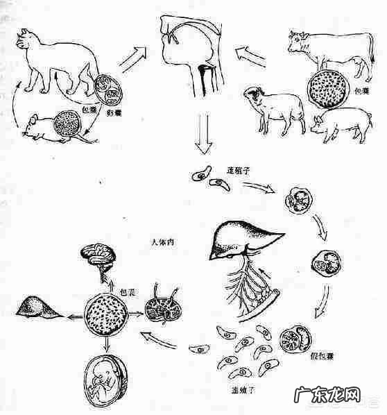 狗狗打弓形虫针是一年一次还是只打过一次就可以了?