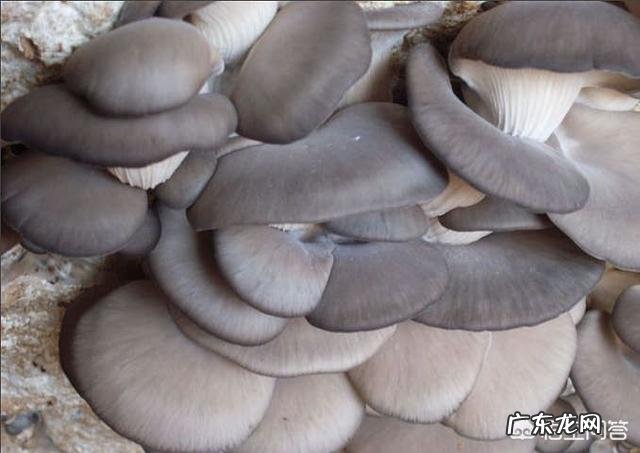 椒盐蘑菇怎么做?