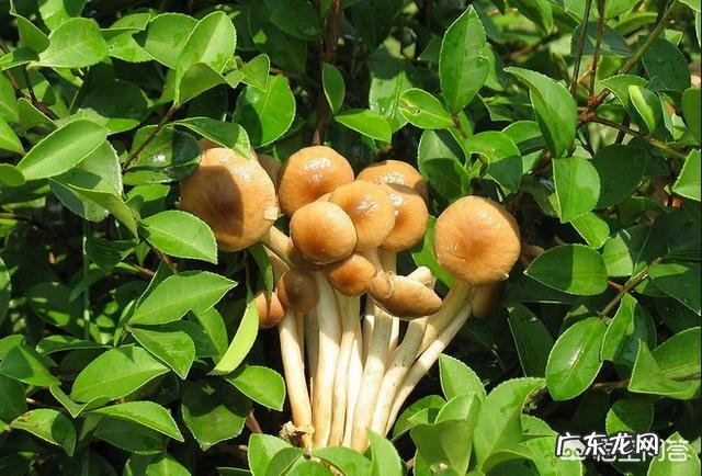 茶树菇怎么培育?怎么管理?