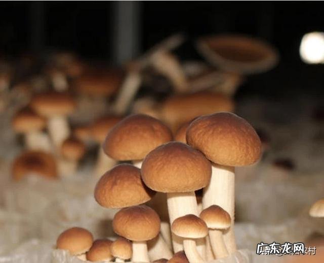 茶树菇怎么培育?怎么管理?