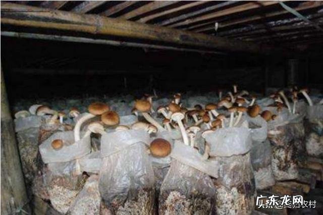 茶树菇怎么培育?怎么管理?