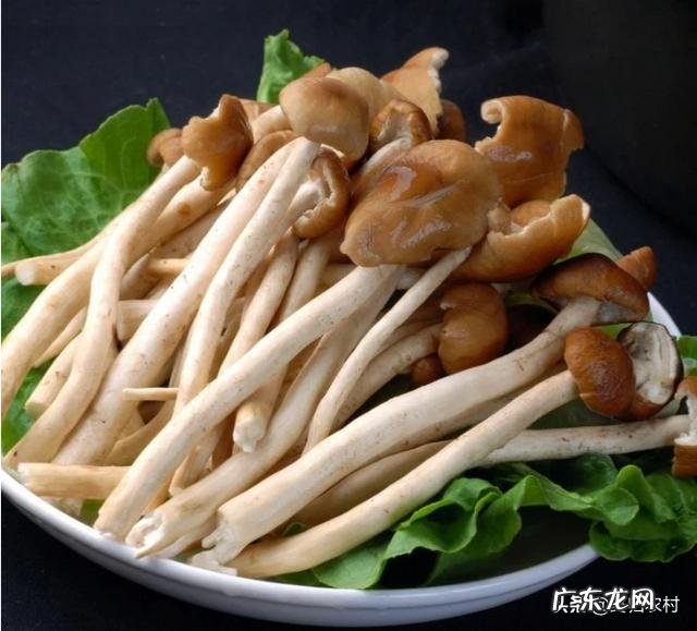 茶树菇怎么培育?怎么管理?