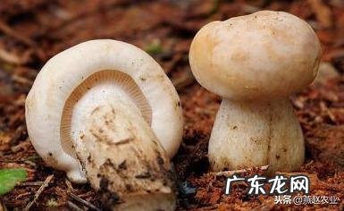 口蘑种类很多,喜欢生长在什么样的环境里?如何种植?