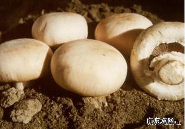 口蘑种类很多,喜欢生长在什么样的环境里?如何种植?