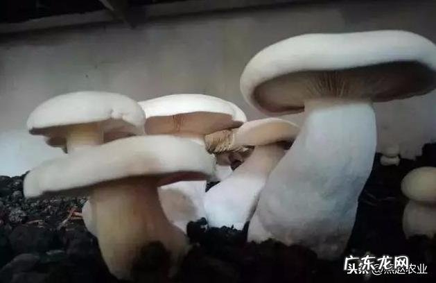 口蘑种类很多，喜欢生长在什么样的环境里？如何种植？