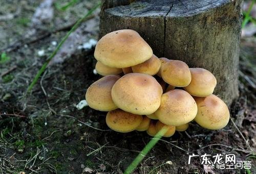 口蘑种类很多，喜欢生长在什么样的环境里？如何种植？