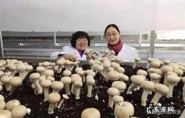 口蘑种类很多,喜欢生长在什么样的环境里?如何种植?