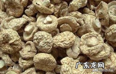 口蘑种类很多,喜欢生长在什么样的环境里?如何种植?