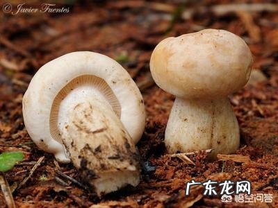 口蘑种类很多，喜欢生长在什么样的环境里？如何种植？