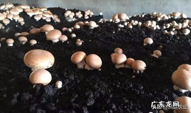 口蘑种类很多，喜欢生长在什么样的环境里？如何种植？