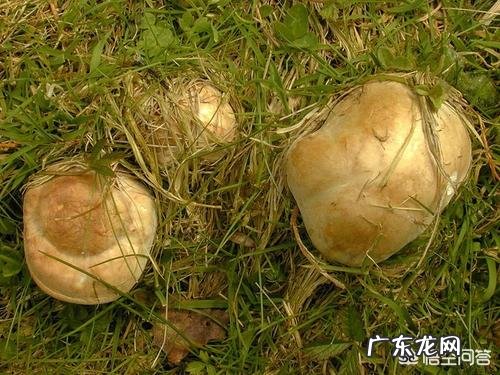 口蘑种类很多，喜欢生长在什么样的环境里？如何种植？