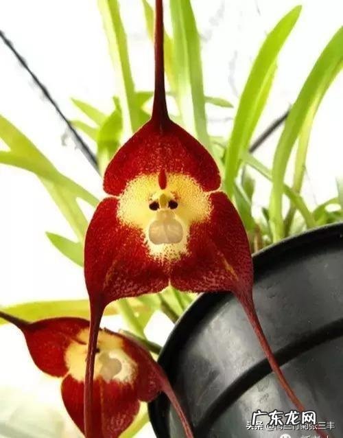 猴面兰花怎么养?