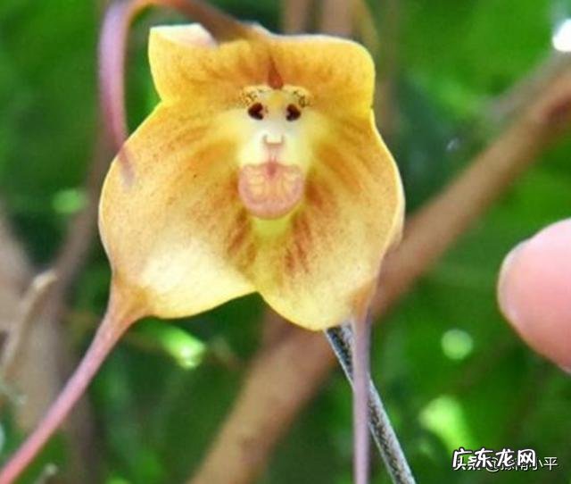 猴面兰花怎么养？