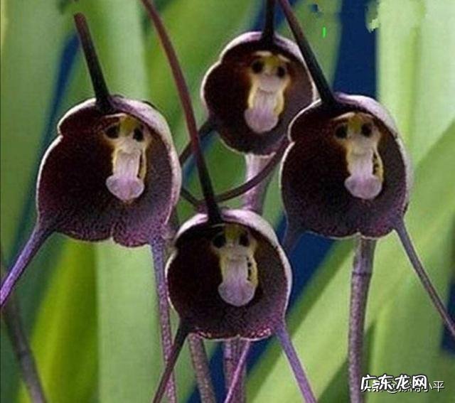 猴面兰花怎么养？