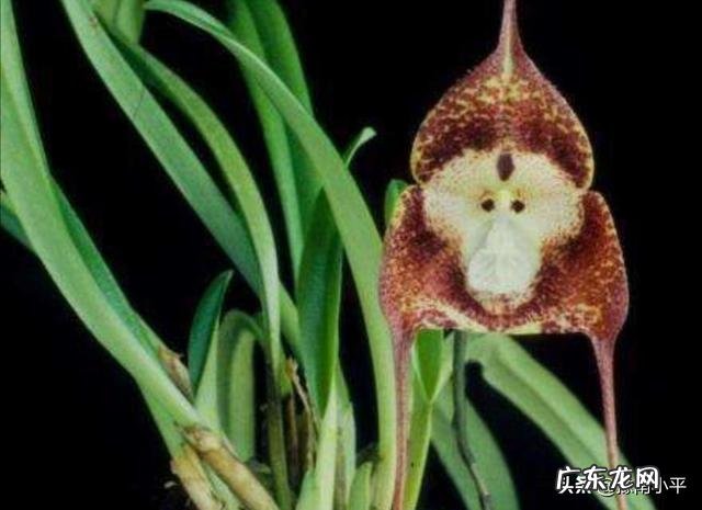 猴面兰花怎么养？