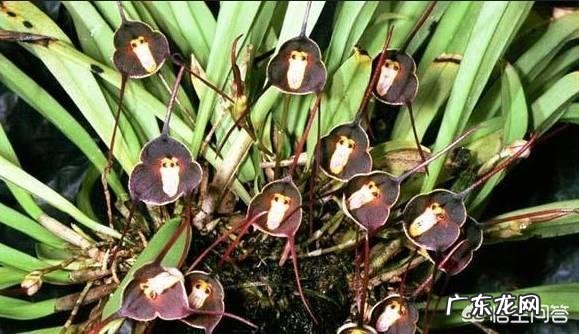 猴面兰花怎么养?