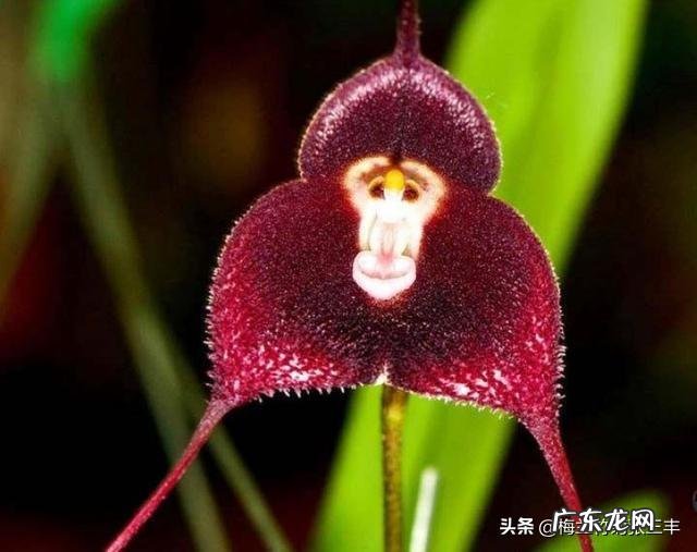 猴面兰花怎么养?