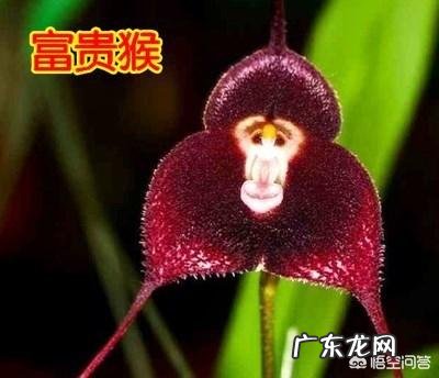 猴面兰花怎么养？