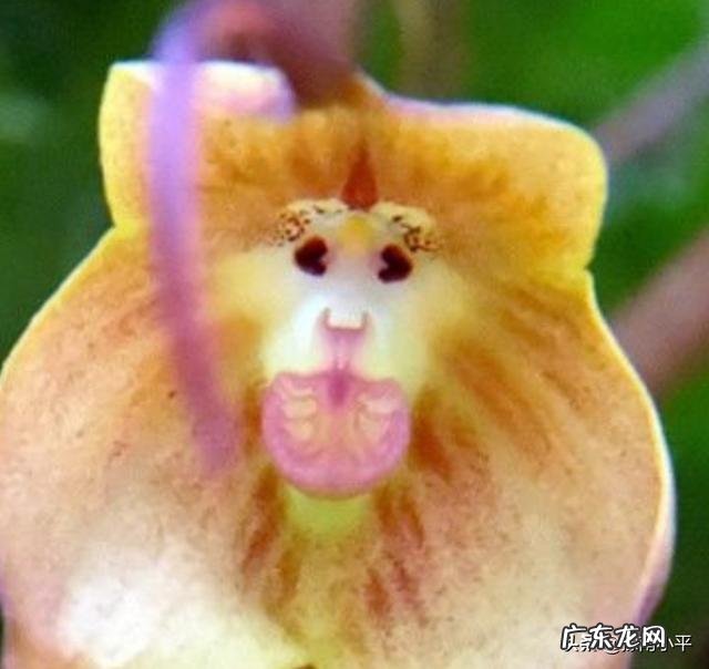 猴面兰花怎么养？