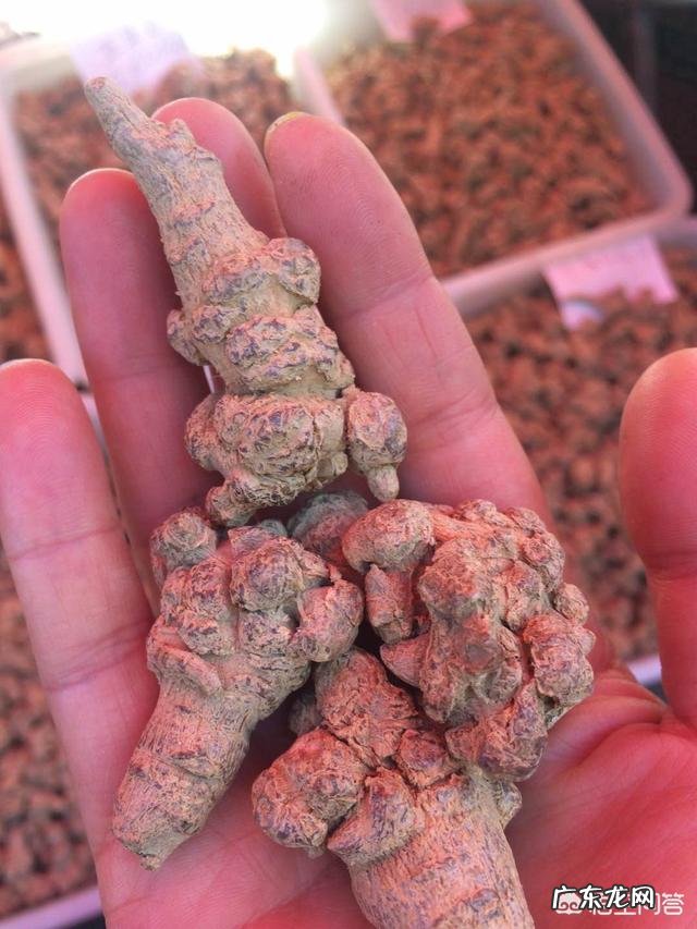 怎么挑选三七？