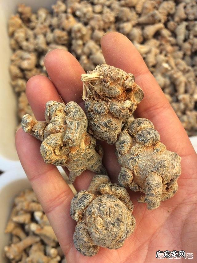 怎么挑选三七？