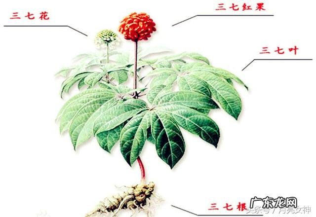 怎么挑选三七？