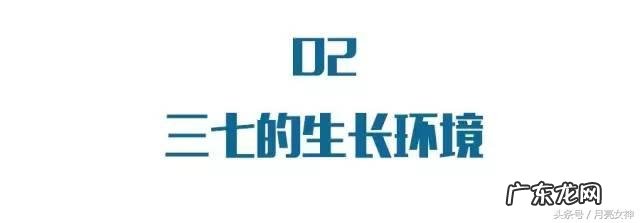 怎么挑选三七？