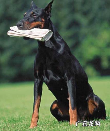 大家觉的牧羊犬聪明吗?