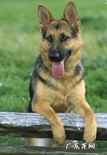 大家觉的牧羊犬聪明吗?