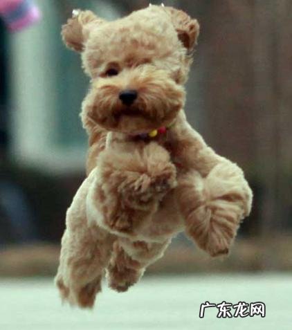 大家觉的牧羊犬聪明吗?