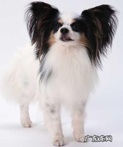 大家觉的牧羊犬聪明吗?