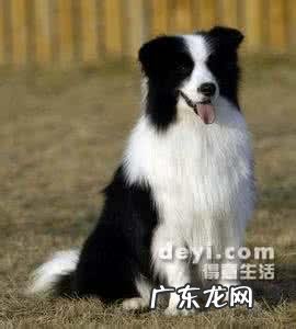 大家觉的牧羊犬聪明吗?