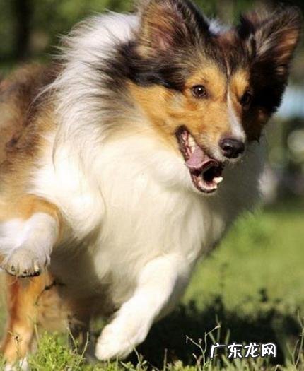 大家觉的牧羊犬聪明吗?