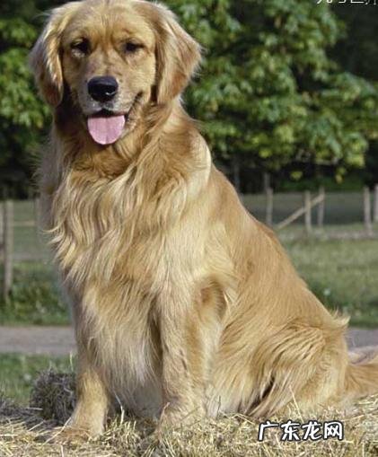 大家觉的牧羊犬聪明吗?