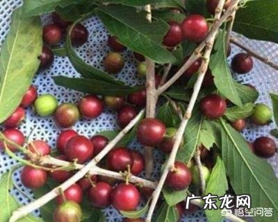农村有哪些可以吃的野生植物?