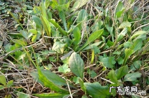 农村有哪些可以吃的野生植物?