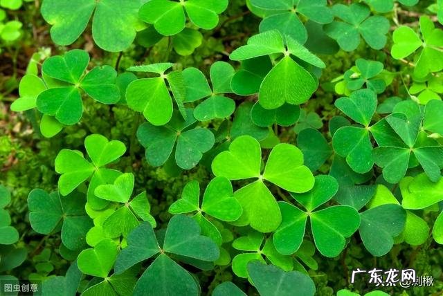 农村有哪些可以吃的野生植物?